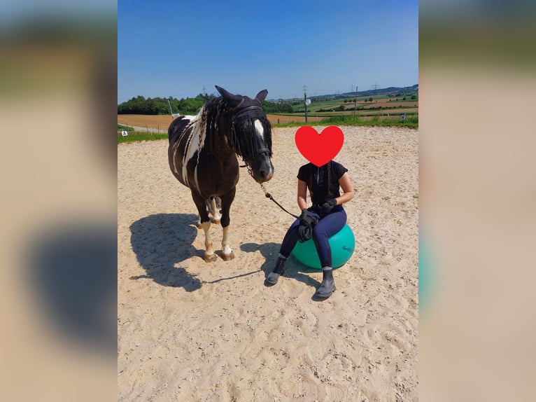 More ponies/small horses Mix Mare 12 years 13,3 hh Pinto in Niefern-Öschelbronn