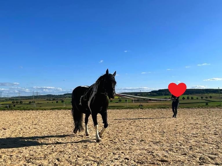 More ponies/small horses Mix Mare 12 years 13,3 hh Pinto in Niefern-Öschelbronn