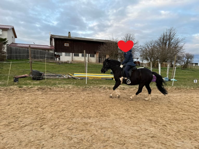 More ponies/small horses Mix Mare 12 years 13,3 hh Pinto in Niefern-Öschelbronn