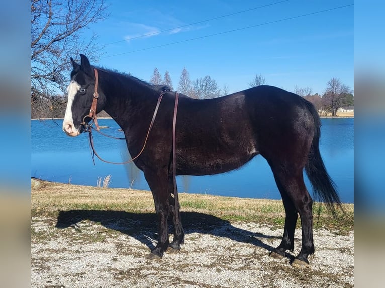 More ponies/small horses Mare 12 years 13 hh Black in Robards, KY
