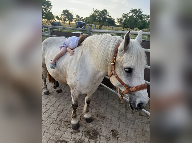 More ponies/small horses Mix Mare 12 years 14 hh Gray in Neuhausen