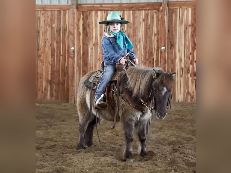 More ponies/small horses Mare 12 years 8,2 hh Grullo in Valley Springs, SD