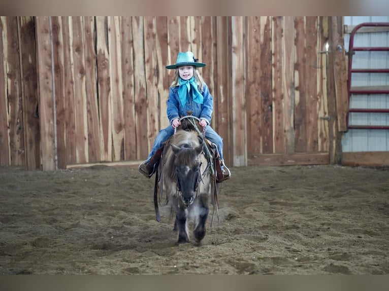 More ponies/small horses Mare 12 years 8,2 hh Grullo in Valley Springs, SD