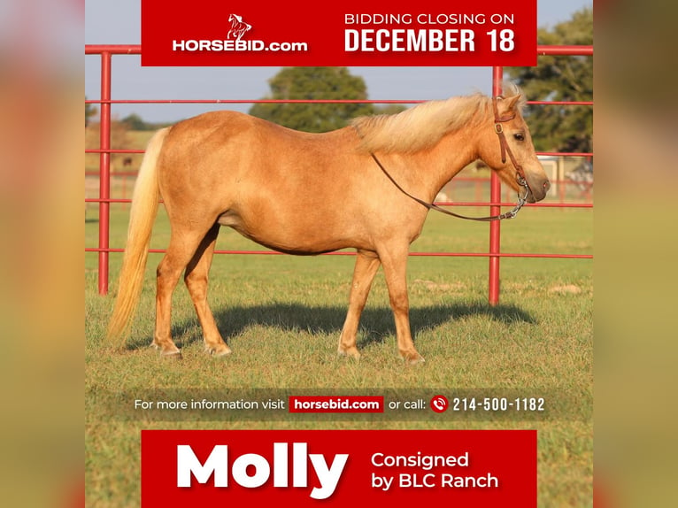 More ponies/small horses Mare 13 years 12 hh Palomino in Grand Saline