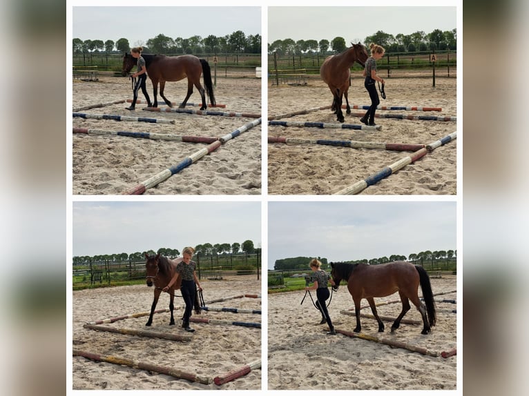 More ponies/small horses Mix Mare 13 years 13,1 hh Roan-Red in Bergen