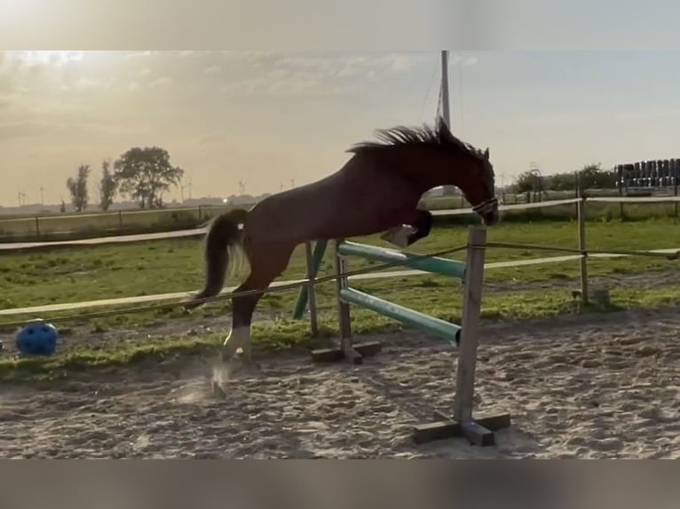 More ponies/small horses Mix Mare 13 years 13,2 hh Brown in Weener