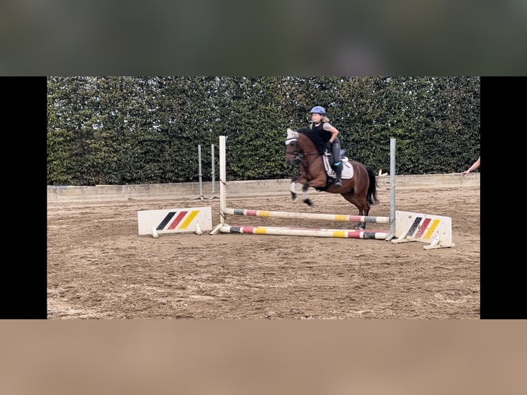 More ponies/small horses Mare 13 years 13 hh Brown in Willich