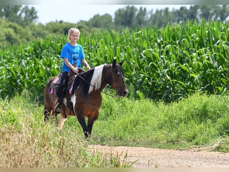 More ponies/small horses Mare 13 years 13 hh Tobiano-all-colors in Hastings, MN