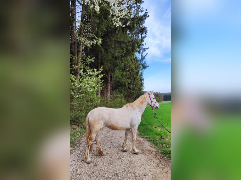 More ponies/small horses Mix Mare 13 years 14,1 hh Gray in Kirchensittenbach