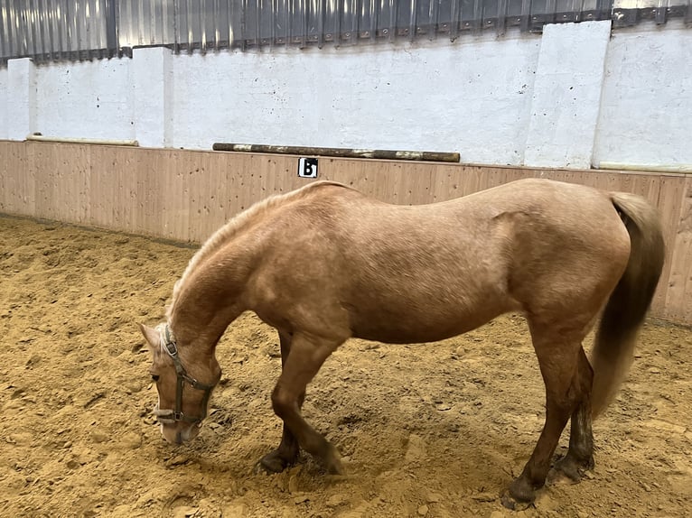 More ponies/small horses Mare 13 years 14,1 hh Palomino in Heiden