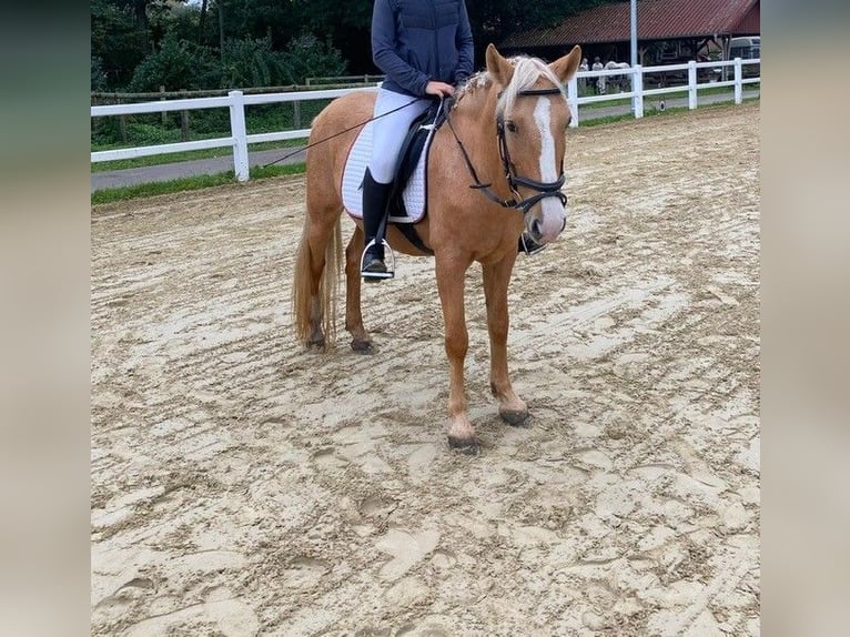 More ponies/small horses Mare 13 years 14,1 hh Palomino in Heiden