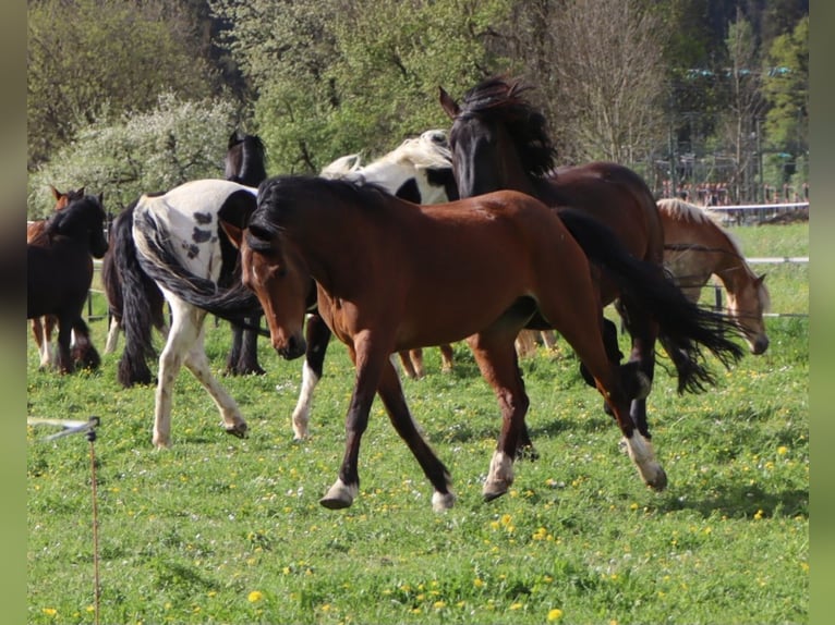 More ponies/small horses Mare 13 years 14,2 hh Brown in Kirchbichl