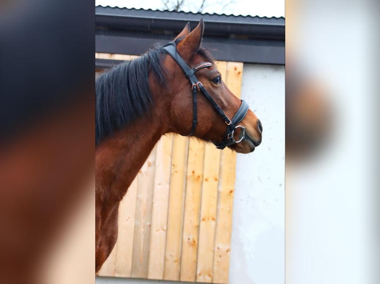 More ponies/small horses Mare 13 years 14,2 hh Brown in Kirchbichl