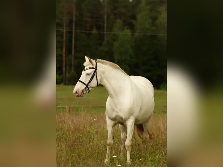 More ponies/small horses Mare 13 years 14,2 hh Cremello in Kaunas