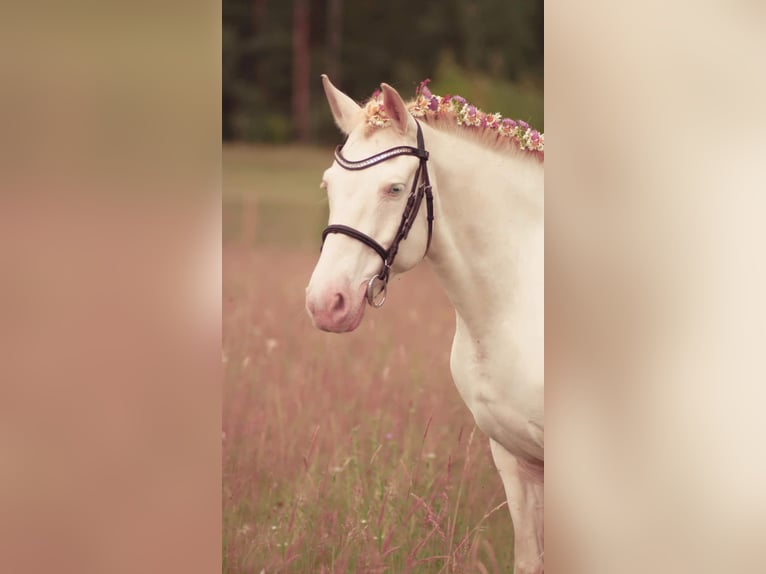 More ponies/small horses Mare 13 years 14,2 hh Cremello in Kaunas