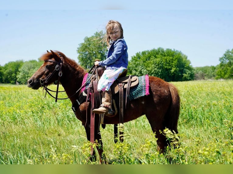 More ponies/small horses Mare 13 years 8,1 hh Sorrel in Valley Springs, SD
