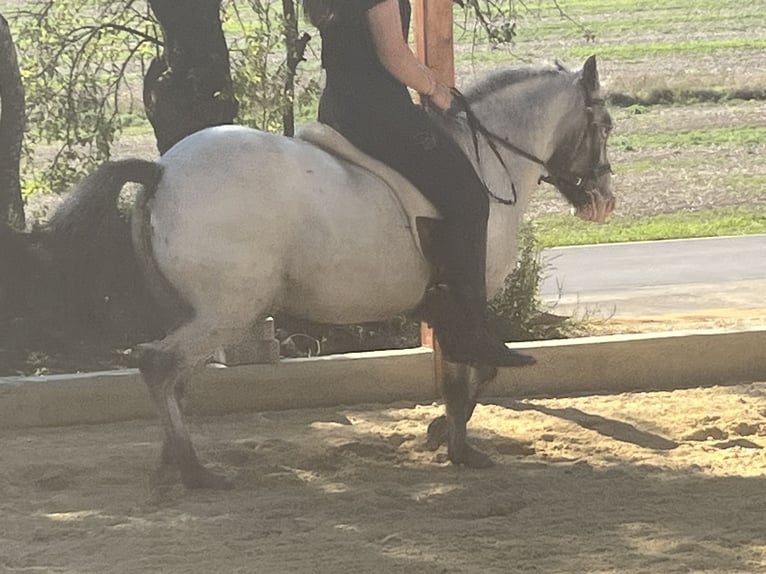 More ponies/small horses Mare 14 years 12,1 hh Leopard-Piebald in Ursensollen