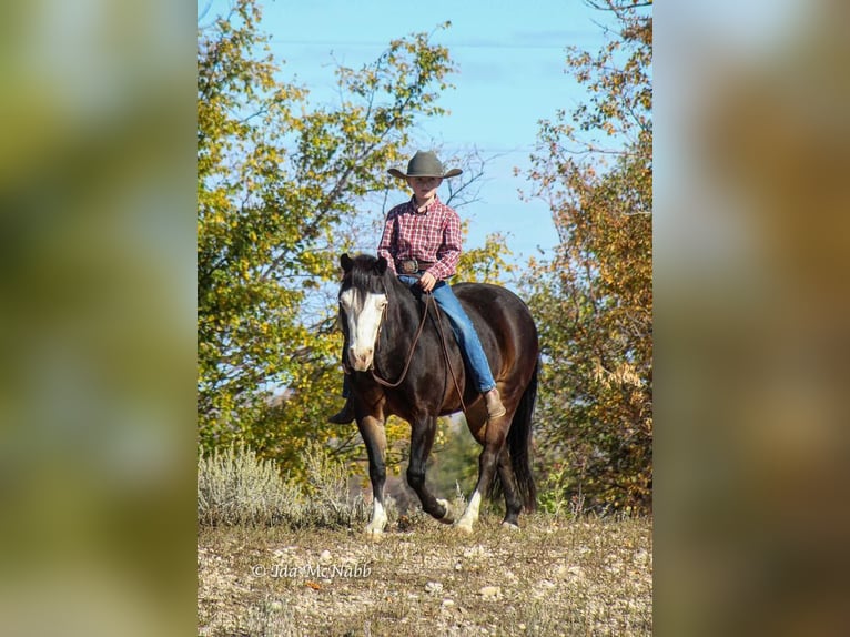 More ponies/small horses Mare 14 years 12 hh Brown in Cody, WY