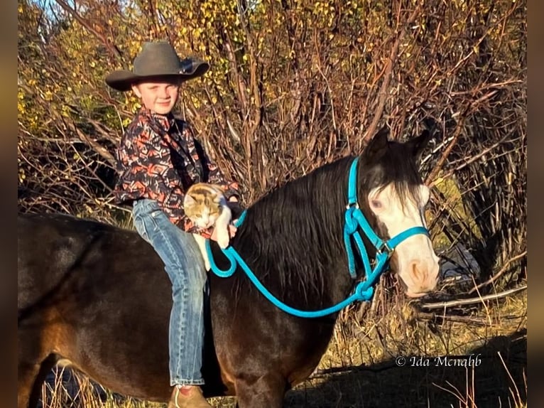 More ponies/small horses Mare 14 years 12 hh Brown in Cody, WY