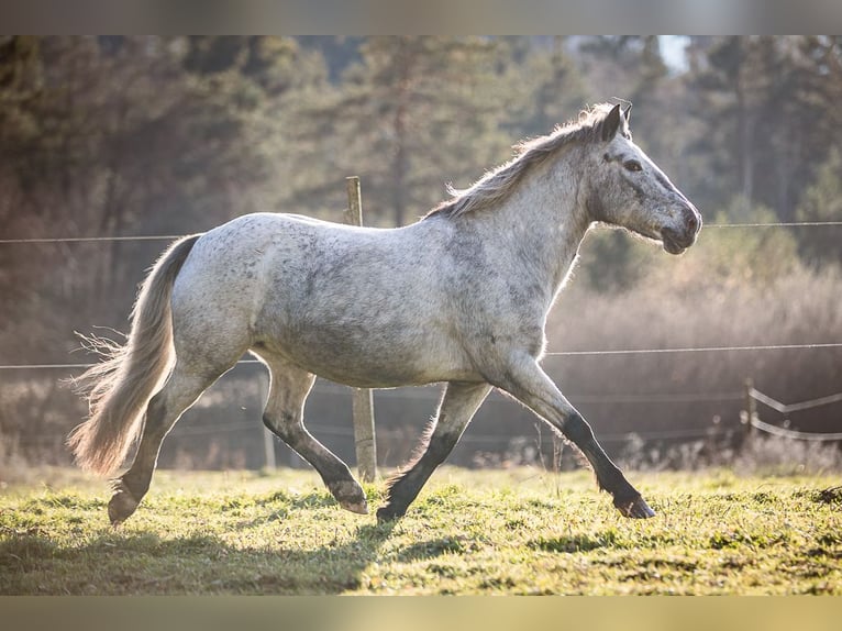 More ponies/small horses Mare 14 years 13,1 hh Gray in Velden