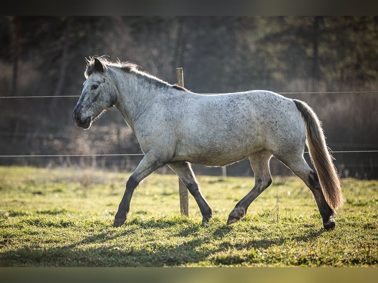 More ponies/small horses Mare 14 years 13,1 hh Gray in Velden