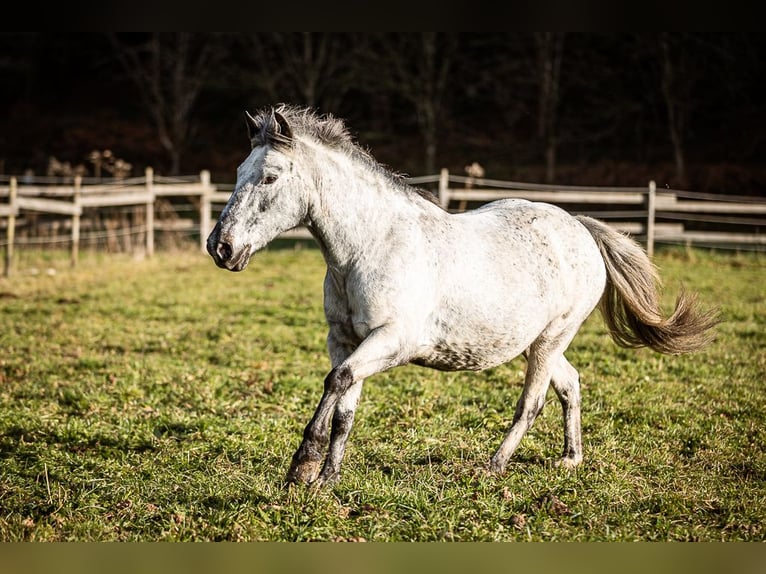 More ponies/small horses Mare 14 years 13,1 hh Gray in Velden