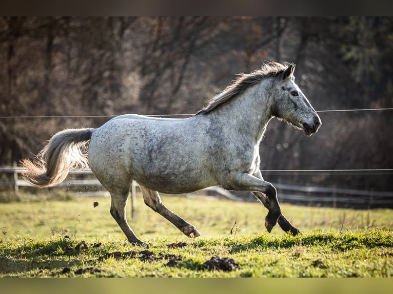 More ponies/small horses Mare 14 years 13,1 hh Gray in Velden