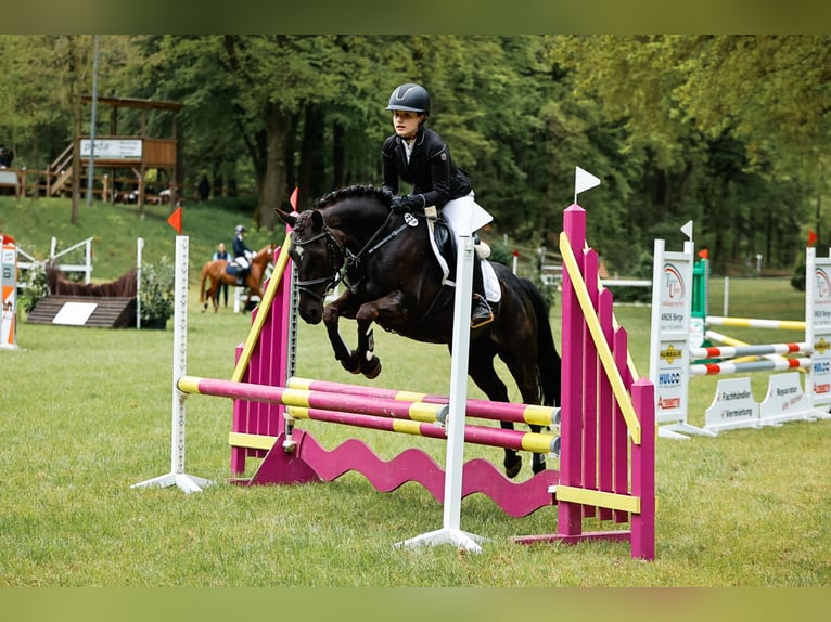 More ponies/small horses Mix Mare 14 years 14,1 hh Black in Merzen