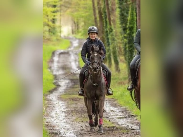 More ponies/small horses Mix Mare 14 years 14,1 hh Black in Merzen