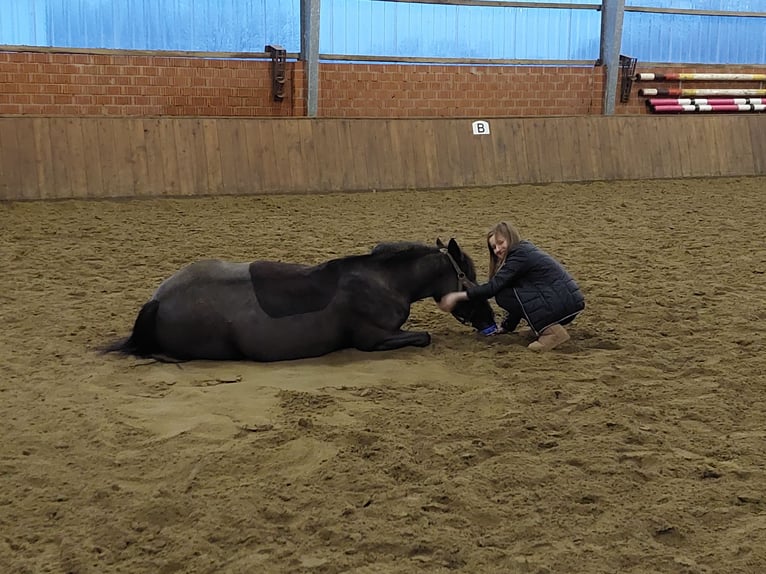 More ponies/small horses Mix Mare 14 years 14,1 hh Black in Merzen