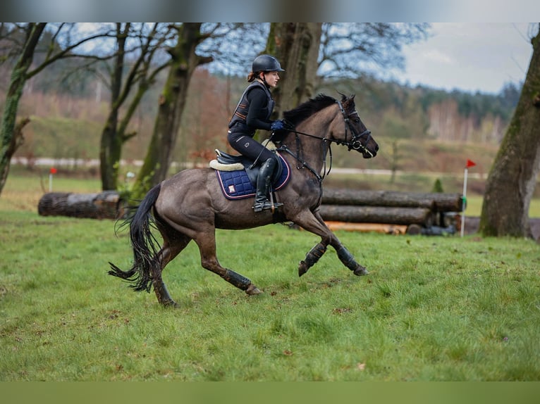 More ponies/small horses Mix Mare 14 years 14,1 hh Black in Merzen