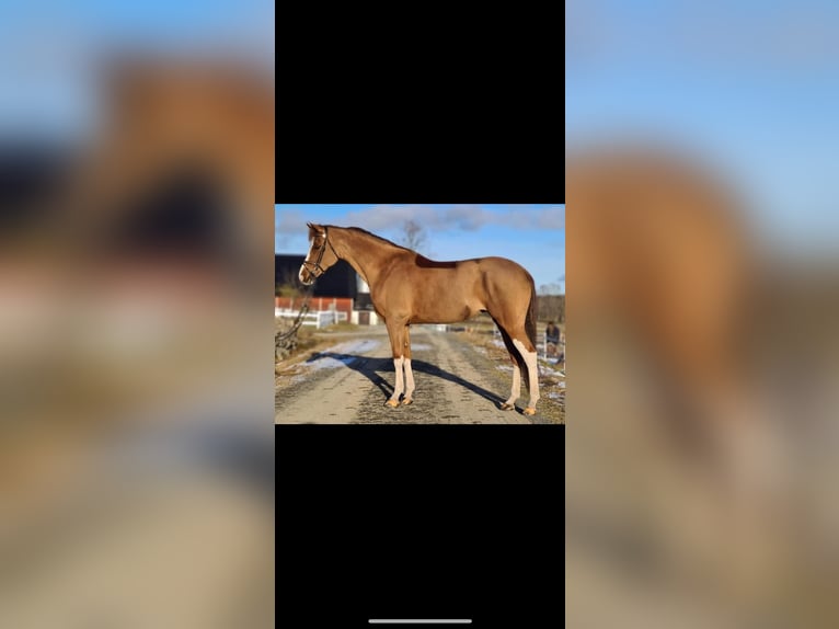 More ponies/small horses Mare 14 years 14,1 hh Chestnut-Red in Meppen