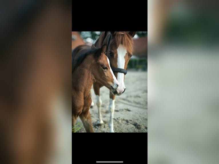 More ponies/small horses Mare 14 years 14,1 hh Chestnut-Red in Meppen