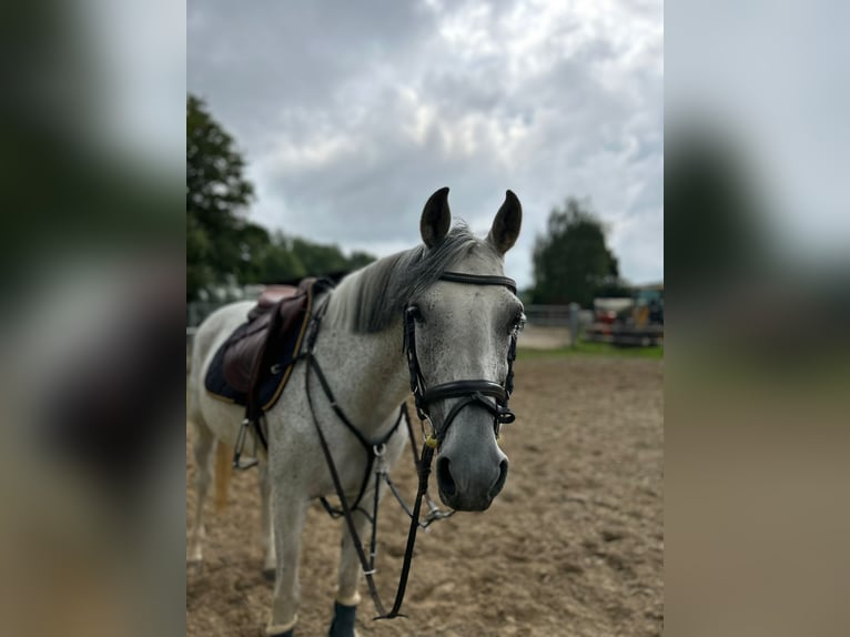 More ponies/small horses Mare 14 years 14,1 hh Gray in Stolberg (Rheinland)