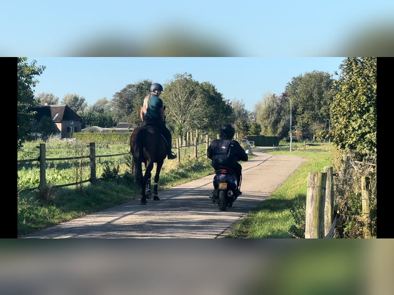 More ponies/small horses Mare 14 years 16 hh Brown in Beek