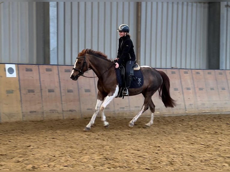 More ponies/small horses Mare 15 years 14,1 hh Pinto in Neustadt (Wied)