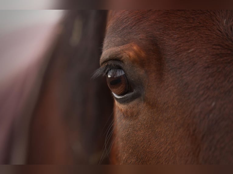 More ponies/small horses Mare 15 years 14,2 hh Brown in Buttenwiesen