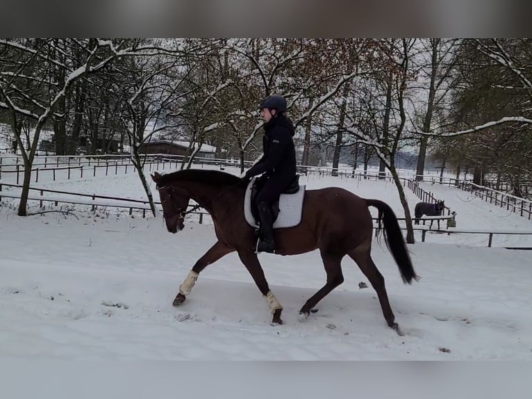 More ponies/small horses Mare 15 years 15,2 hh Chestnut in Springe