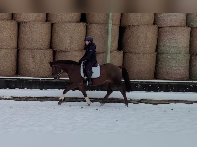 More ponies/small horses Mare 15 years 15,2 hh Chestnut in Springe
