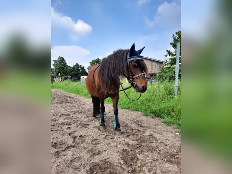 More ponies/small horses Mix Mare 16 years 11,1 hh Brown in Scheibenhardt