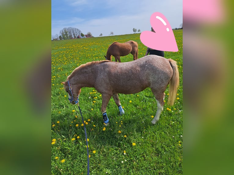 More ponies/small horses Mare 16 years 11,2 hh Gray-Red-Tan in Königsfeld im Schwarzwald