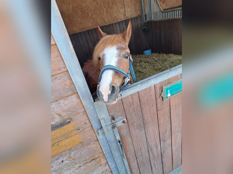 More ponies/small horses Mare 16 years 11,2 hh Gray-Red-Tan in Königsfeld im Schwarzwald