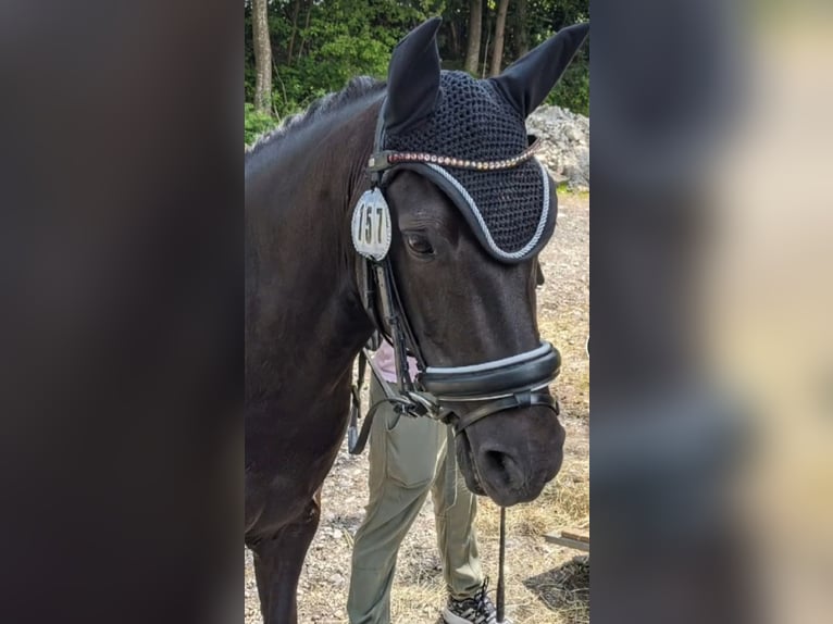 More ponies/small horses Mix Mare 16 years 12,2 hh Black in Germaringen