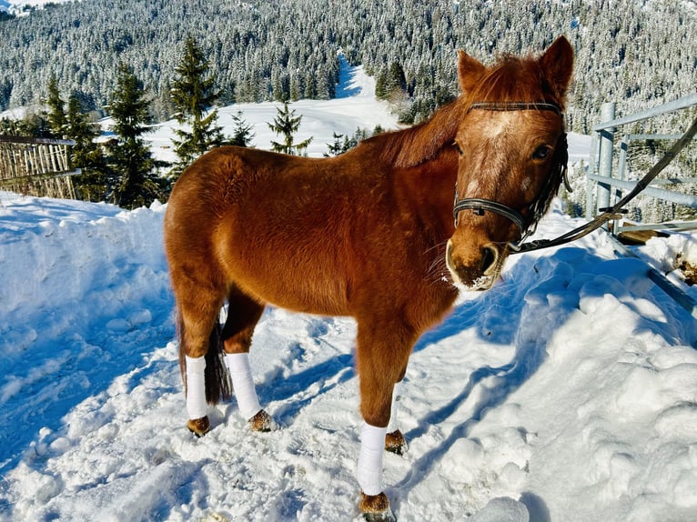 More ponies/small horses Mix Mare 16 years 12 hh Chestnut-Red in Nesselwängle