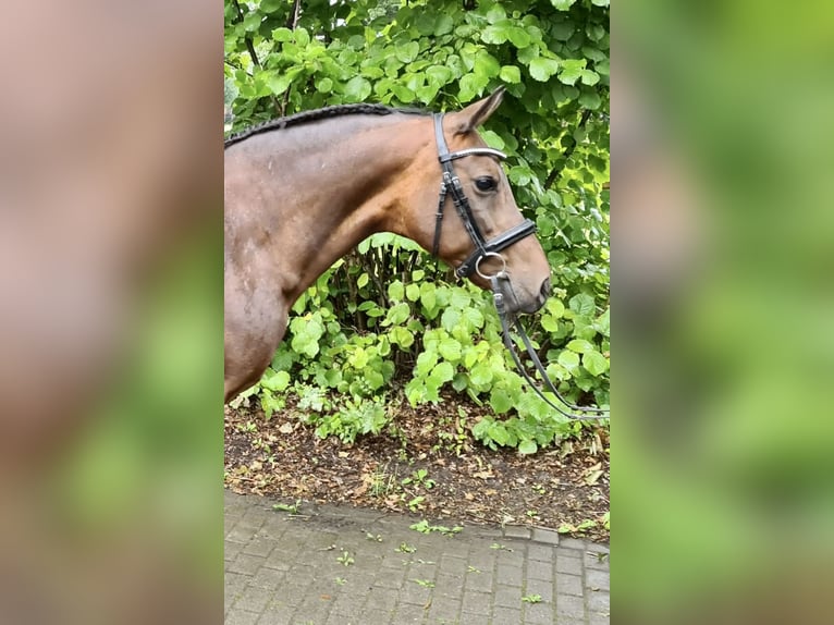 More ponies/small horses Mare 16 years 14,1 hh Brown in Lübeck