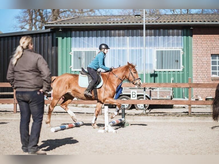 More ponies/small horses Mare 16 years 14,1 hh Chestnut-Red in Blekendorf