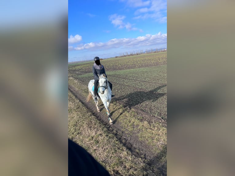 More ponies/small horses Mare 16 years 14,1 hh Gray-Dapple in Walterskirchen