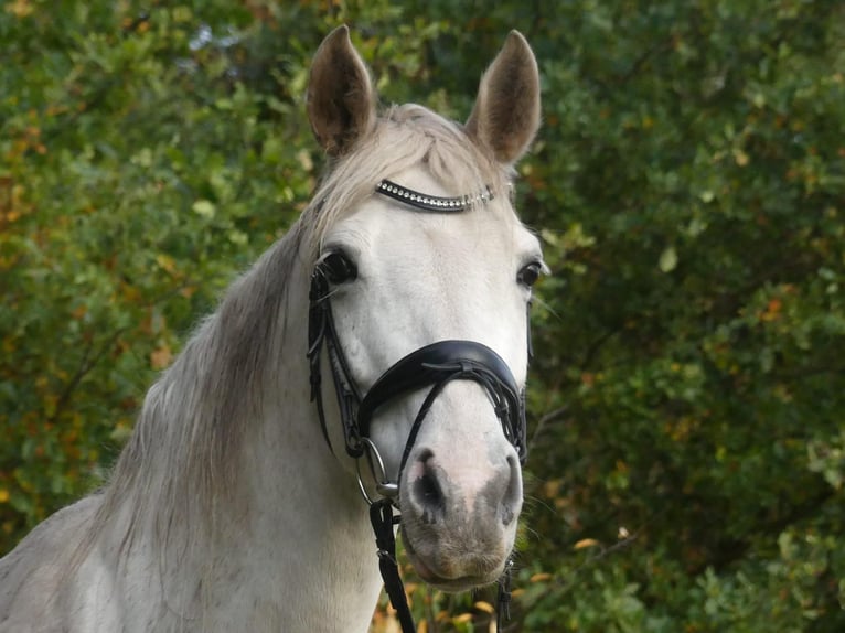 More ponies/small horses Mix Mare 16 years 15,2 hh Gray in Ehrenburg