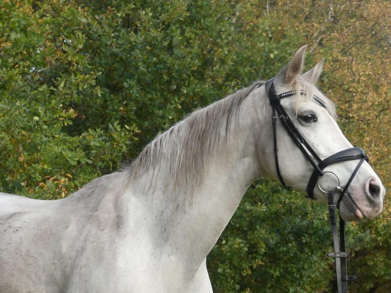 More ponies/small horses Mix Mare 16 years 15,2 hh Gray in Ehrenburg