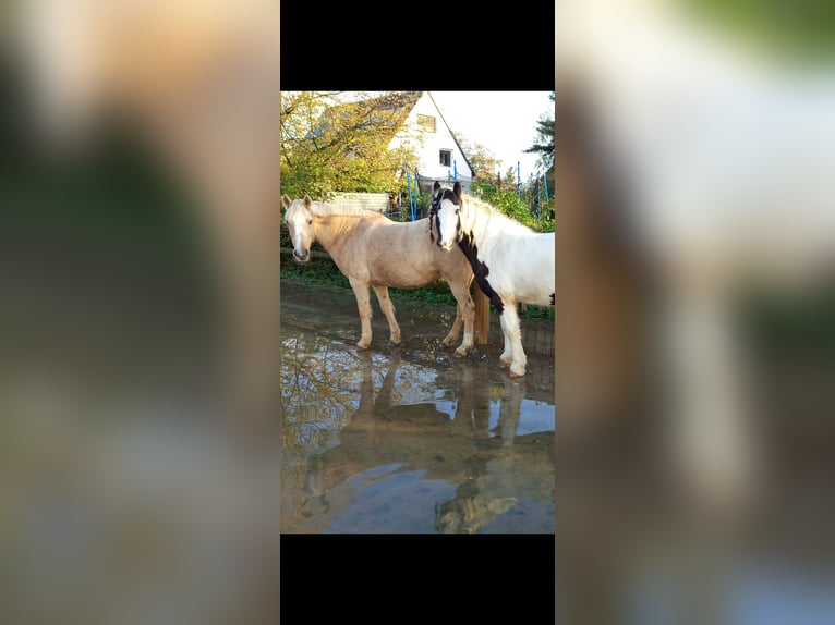 More ponies/small horses Mare 17 years 14,1 hh Palomino in Niederkassel